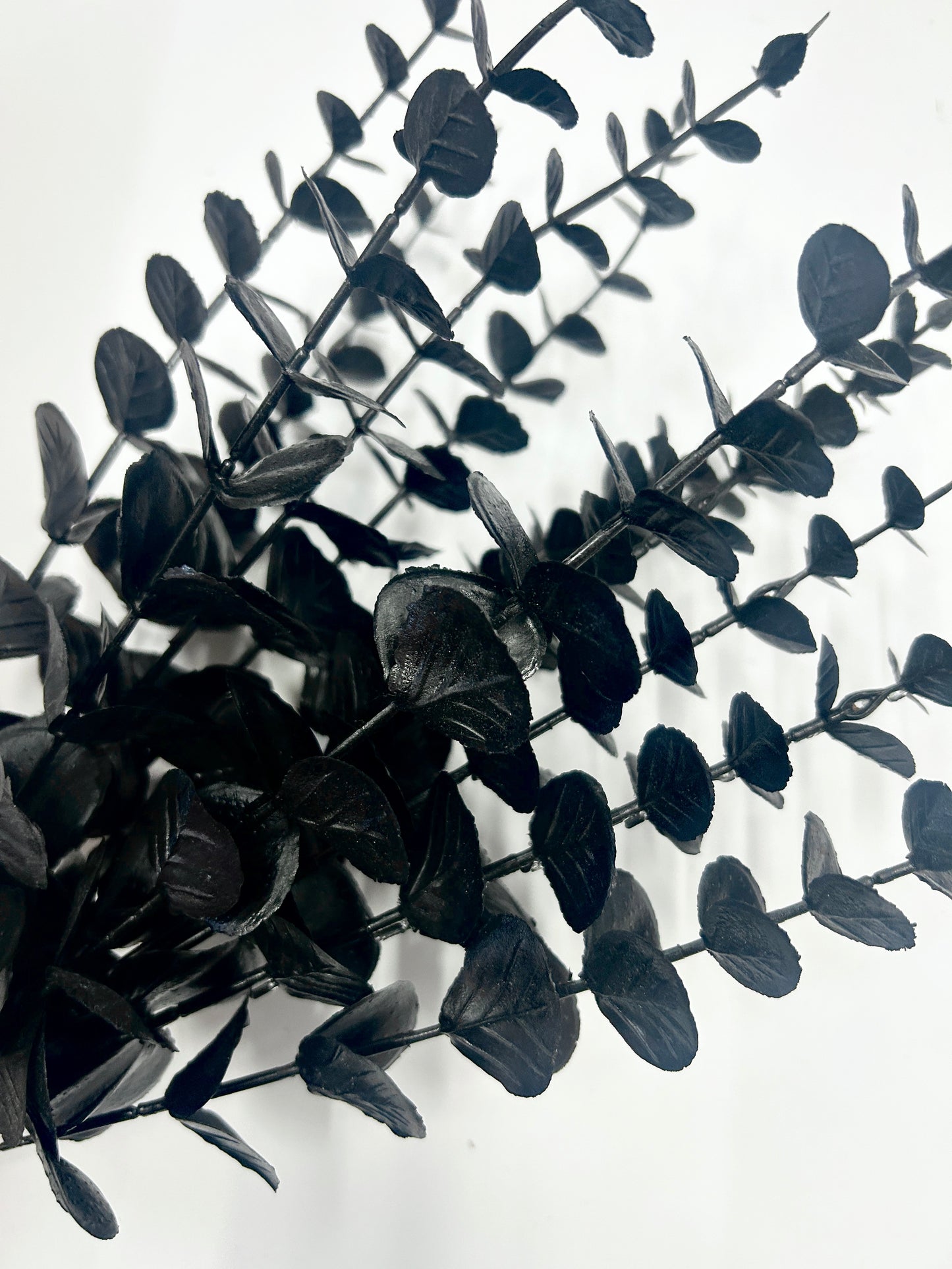 Black Eucalyptus Stem (Set of 6)