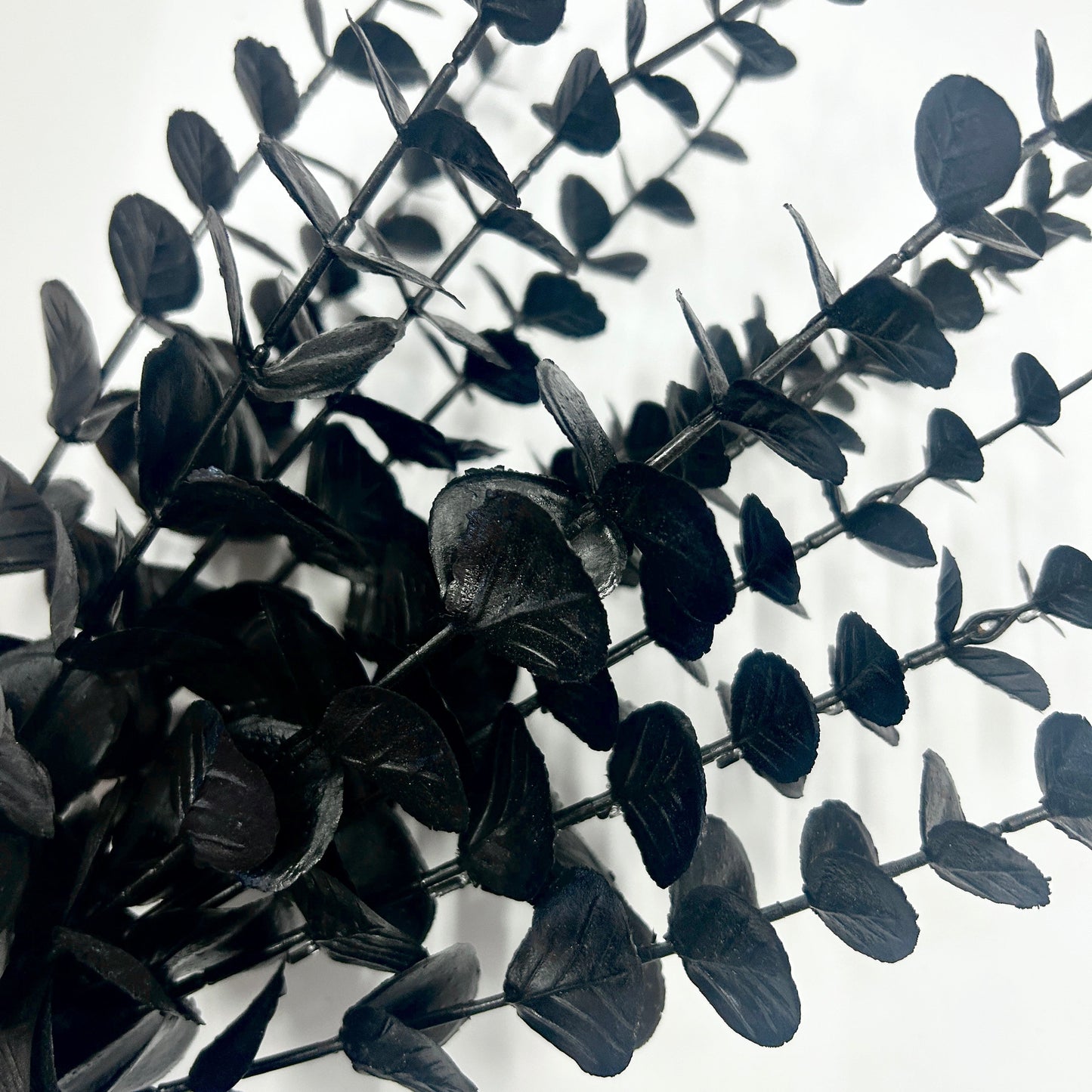 Black Eucalyptus Stem (Pack of 6)