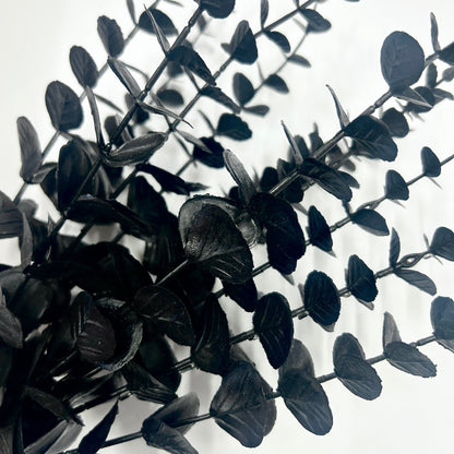 Black Eucalyptus Stem (Pack of 6)